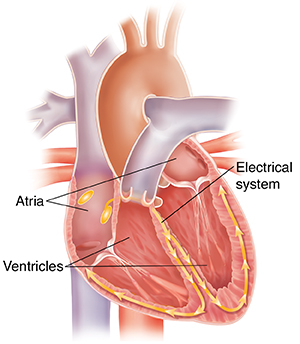 Cross section of heart showing conduction system.