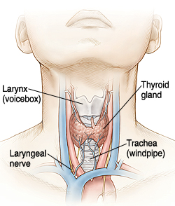Front of neck showing thyroid gland, trachea, laryngeal nerve, and larynx.