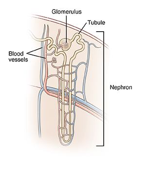 Closeup view of nephron in kidney.