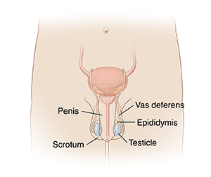 Front view of male reproductive anatomy.
