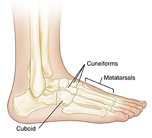 Side view of foot showing bones.
