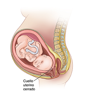 Vista lateral de un feto dentro del útero donde se ve el cuello uterino grueso y cerrado.