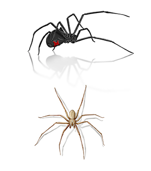 Araña viuda negra y araña reclusa parda.