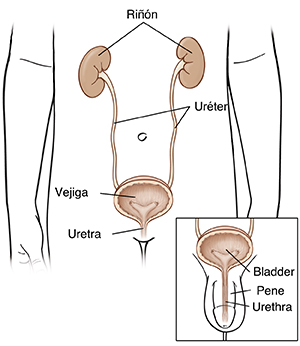 Contorno de la parte inferior del cuerpo de una niña donde se observan los riñones, los uréteres, la vejiga y la uretra. Primer plano del contorno de la parte inferior del cuerpo de un niño donde se observan la vejiga, la uretra y el pene.