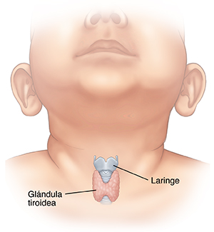 Vista frontal del cuello de un bebé donde se observa la laringe y la tiroides.
