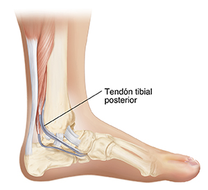 Vista lateral interna de los huesos de la parte inferior de la pierna y del pie donde se observa el tendón tibial posterior.