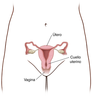 Contorno de una pelvis femenina donde se ven el útero, el cuello uterino y la vagina.